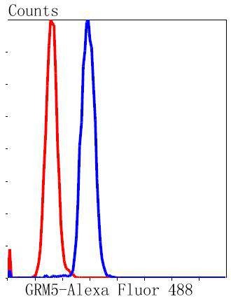 Anti-GRM5 Antibody (8K741)