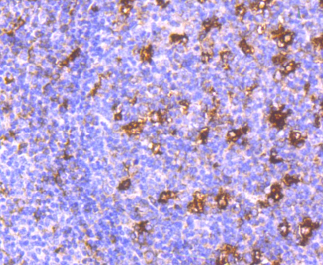 Anti-MMP-9 Antibody (5C993)