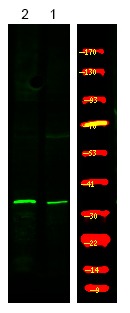 Anti-Phospho-MYD88 (Tyr257) Polyclonal Antibody