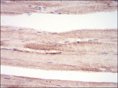 Anti-TRIM63 Antibody (5C208)