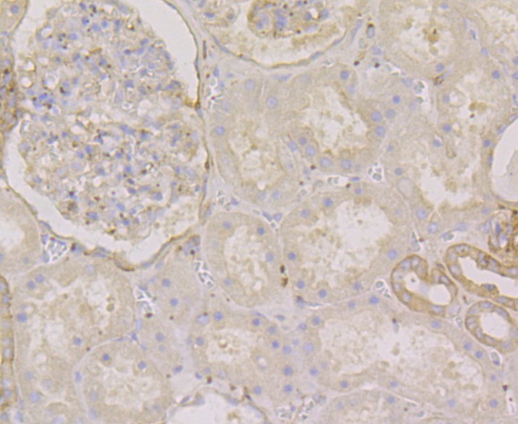 Anti-METAP2 Antibody (2D279)