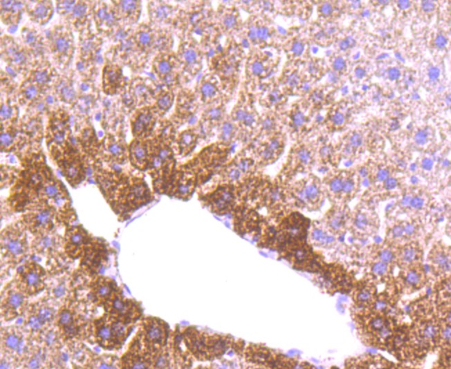 Anti-MMP-3 Antibody (6H498)