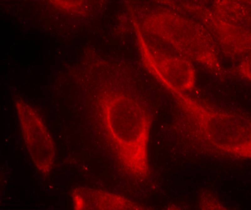 Anti-Phospho-MKK6 (Ser207) Polyclonal Antibody