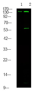 Anti-Phospho-HGFR/c-Met (Tyr1313) Polyclonal Antibody