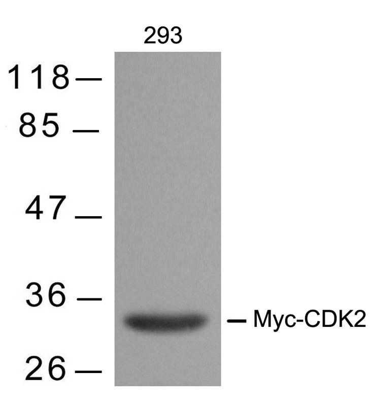 Anti-MYC Tag Antibody (3G628)