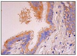 Anti-MKP-3 Antibody (2L119)