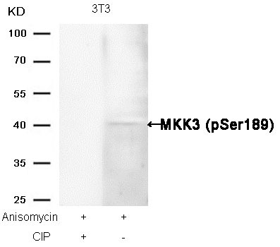 Anti-MAP2K3 Polyclonal Antibody