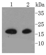 Anti-MLANA Antibody (3P758)