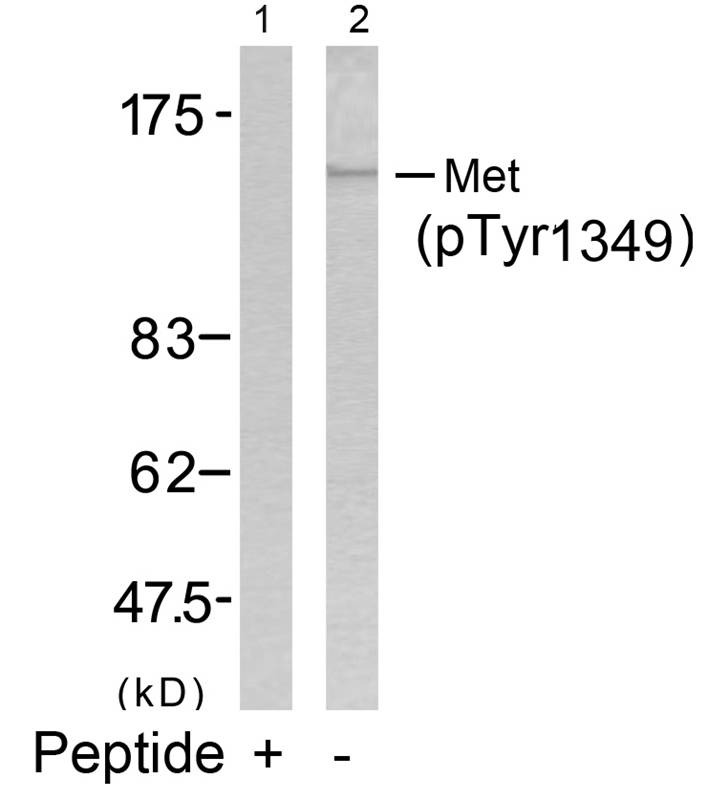 Anti-Phospho-HGFR/c-Met (Tyr1349) Polyclonal Antibody