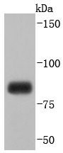 Anti-MFN1 Antibody (2T242)