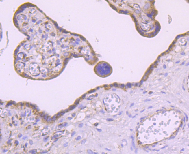Anti-MMP-3 Antibody (6H498)