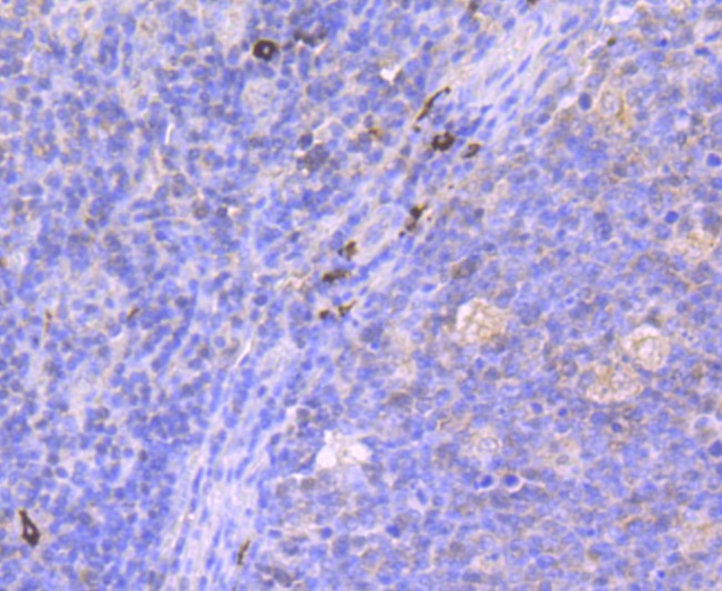 Anti-Mucin-2/MUC2 Antibody (9V575)
