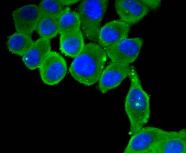 Anti-MYD88 Antibody (2C378)
