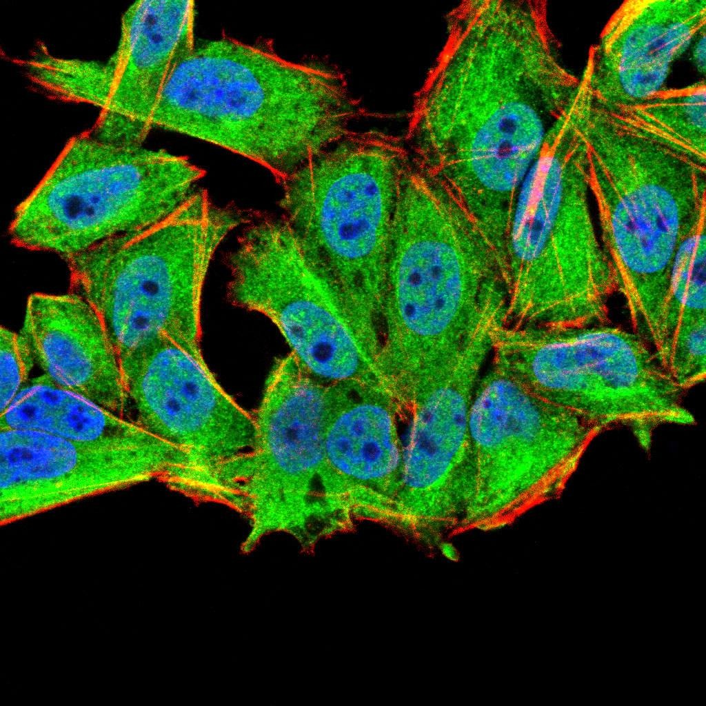 Anti-TRIM63 Antibody (5C208)
