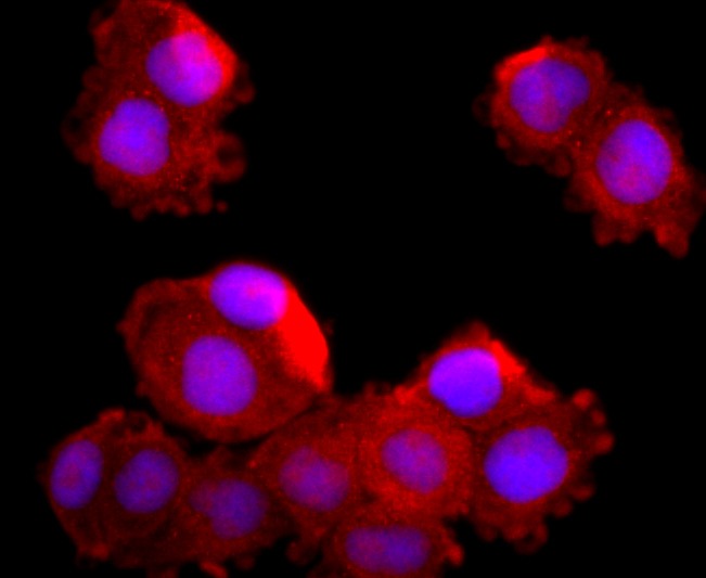 Anti-Mucin-2/MUC2 Antibody (9V575)