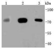 Anti-MAP3K3 Antibody (2Q519)