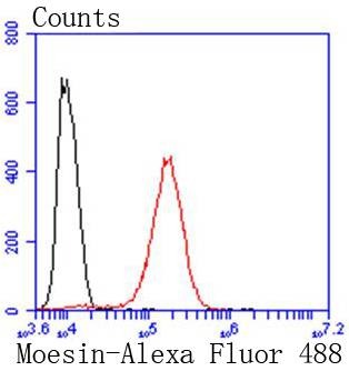 Anti-Moesin Antibody (2Z70)