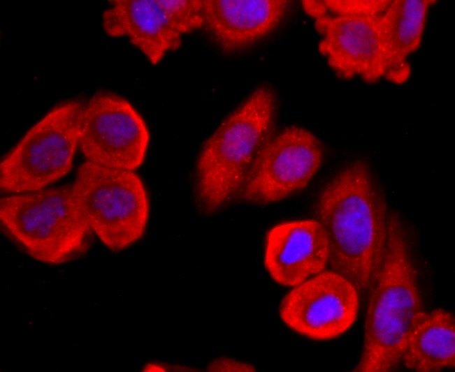 Anti-Mucin-2/MUC2 Antibody (9V575)