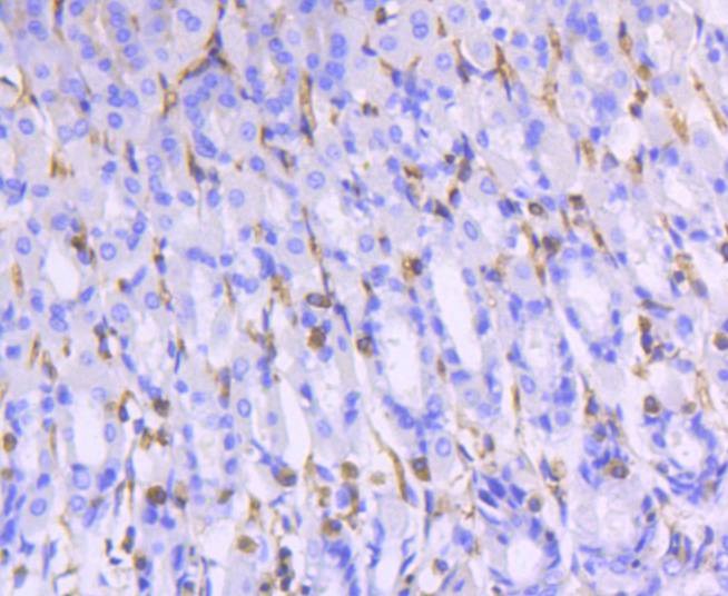 Anti-Moesin Antibody (2Z70)