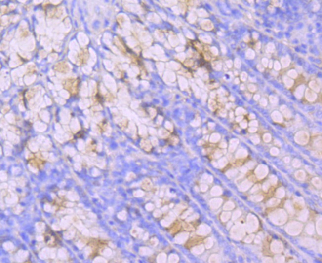 Anti-Mucin-2/MUC2 Antibody (9V575)