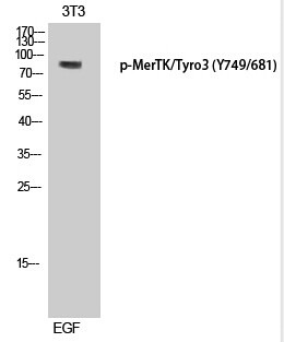 Anti-Phospho-Mer/TYRO3 (Tyr749/681) Polyclonal Antibody