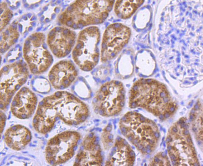 Anti-MYD88 Antibody (2C378)