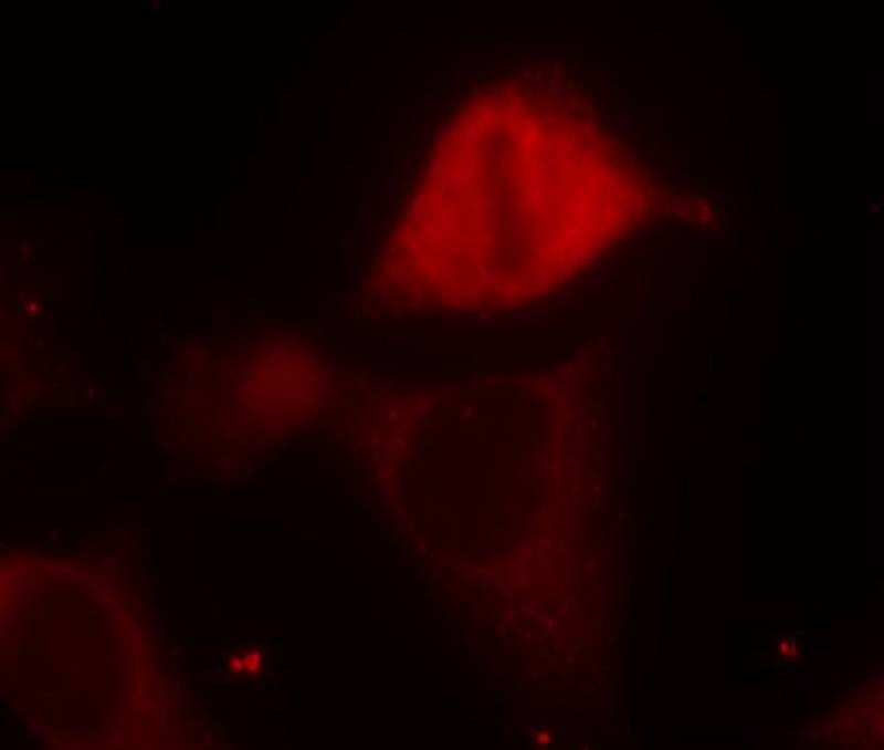 Anti-MAP2K3 Polyclonal Antibody