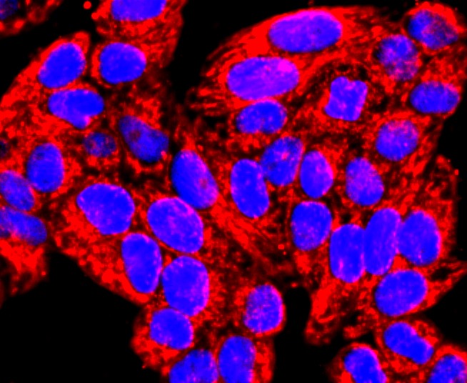 Anti-MMP-13 Antibody (2L744)