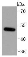 Anti-MITF Antibody (9E208)