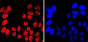 Anti-MITF Antibody (9E208)