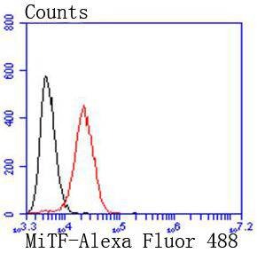 Anti-MITF Antibody (9E208)