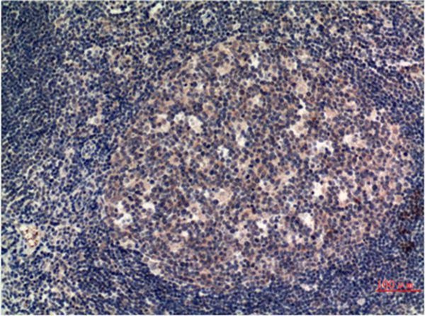 Anti-MLKL Antibody (6M900)
