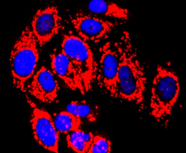 Anti-MMP-13 Antibody (2L744)