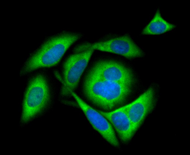 Anti-Mib1 Antibody (6F547)