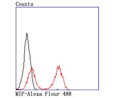 Anti-MIF Antibody (9F31)