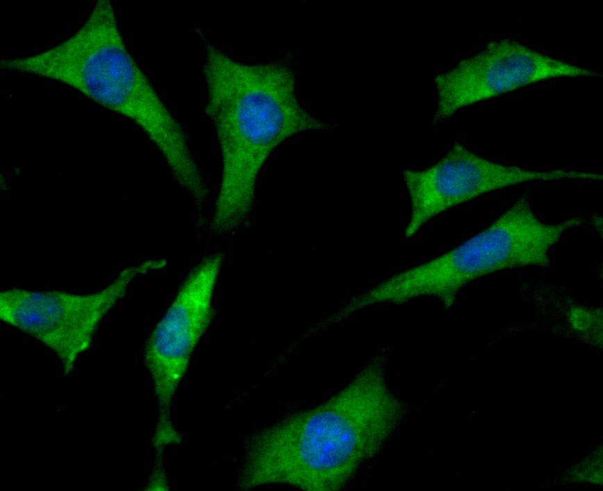 Anti-Mib1 Antibody (6F547)