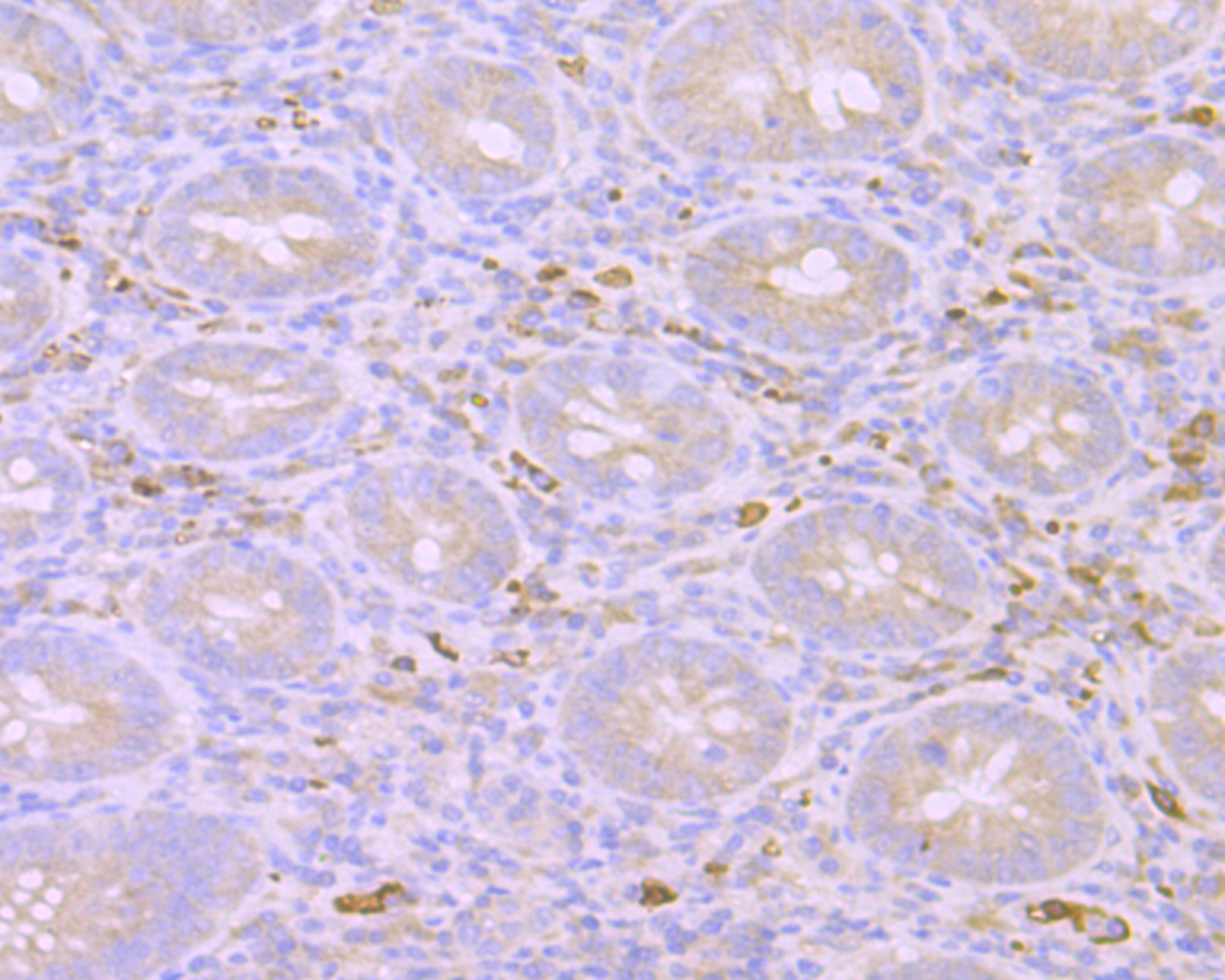 Anti-Mib1 Antibody (6F547)