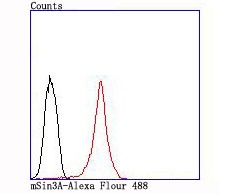 Anti-SIN3A Antibody (9Z567)