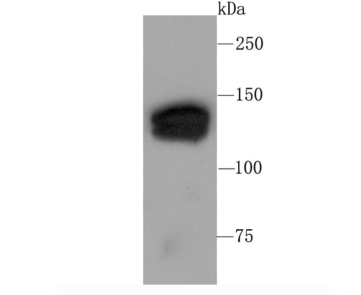 Anti-SIN3A Antibody (9Z567)