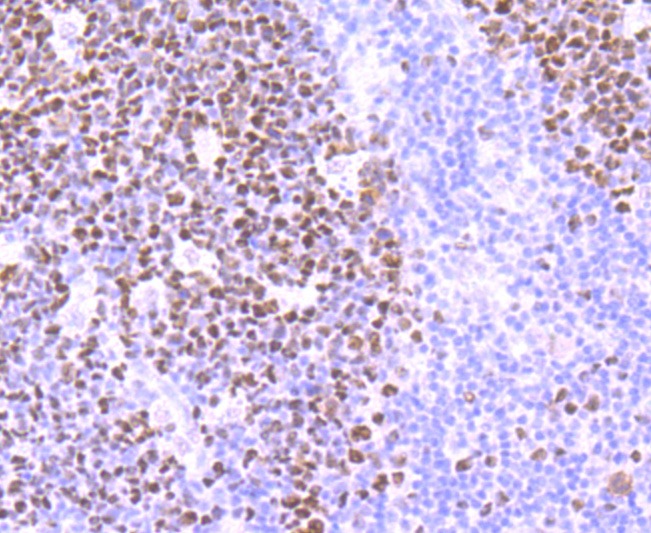 Anti-MSH6 Antibody (3L662)