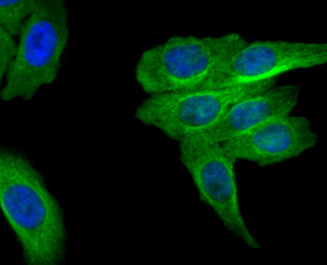 Anti-MRP2 Antibody (3L876)