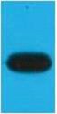 Anti-mOrange Antibody (9J394)