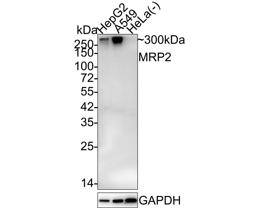 Anti-MRP2 Antibody (3L876)