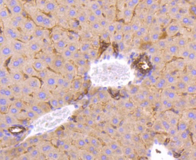 Anti-MSI2 Antibody (1Q704)