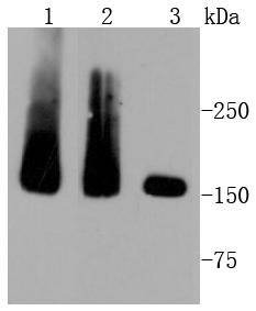 Anti-MSH6 Antibody (6V732)
