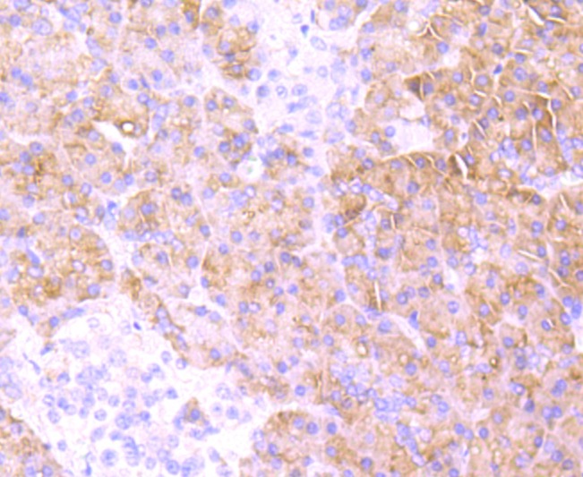 Anti-MRP2 Antibody (3L876)