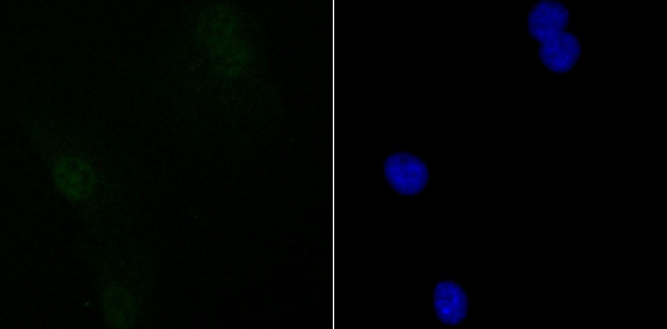 Anti-SIN3A Antibody (9Z567)