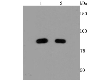 Anti-MRE11 Antibody (6B152)