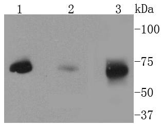Anti-MEKK2 Antibody (5G332)