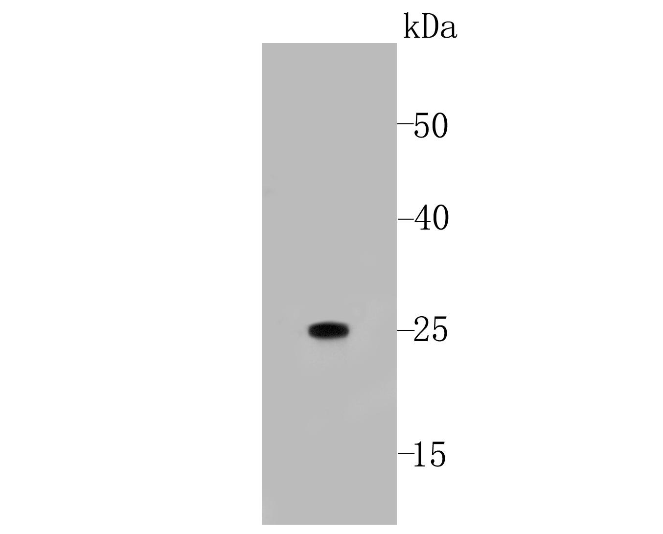 Mouse Anti-Human IgG Light Chain (Kappa Chain) Secondary Antibody-HRP (6Y698)